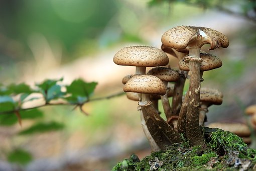 mushroom supplements